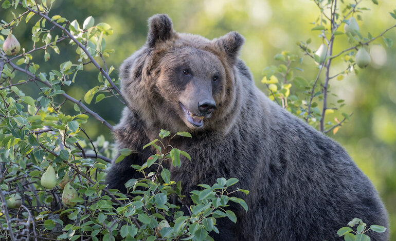 Orsi del Parco d’Abruzzo: cibo a volontà o lotta per la sopravvivenza?
