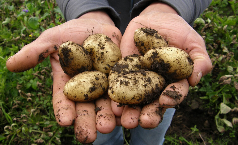 La giornata che celebra l’importanza della patata per sfamare il mondo