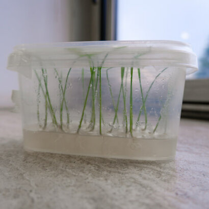 piante in vitro