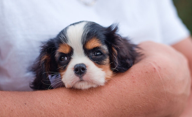 Niente più cuccioli per il “puppy yoga”
