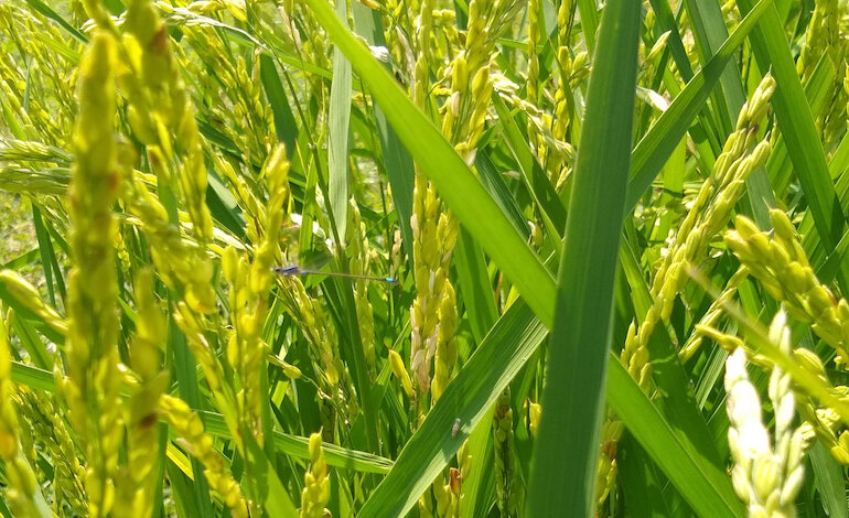 In campo le tecniche per un riso più resistente
