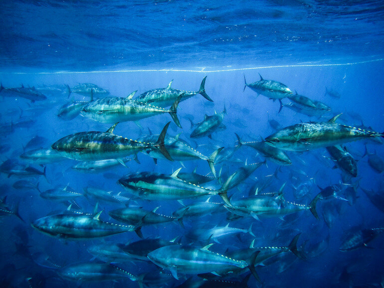 pesca sostenibile