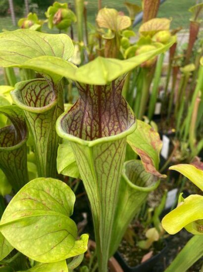 Sarracenia