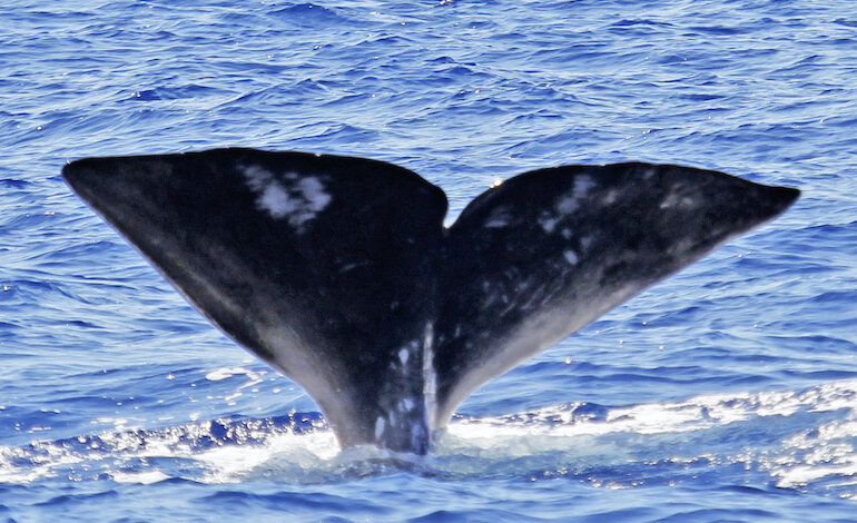 I grandi cetacei raccontano la loro storia