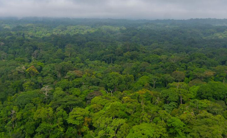 Nelle foreste certificate FSC prospera la fauna selvatica