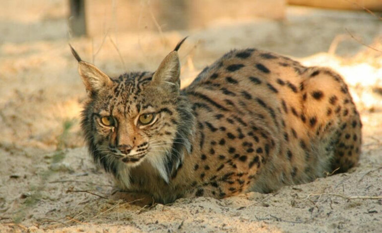 La lince iberica è tornata dall’orlo dell’estinzione