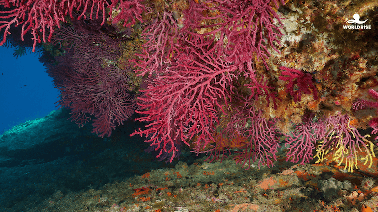 Gorgonia rossa