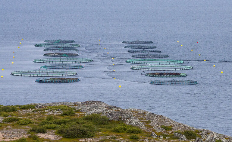 Per la prima volta l’acquacoltura sorpassa la pesca