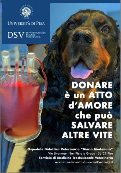 donare il sangue 