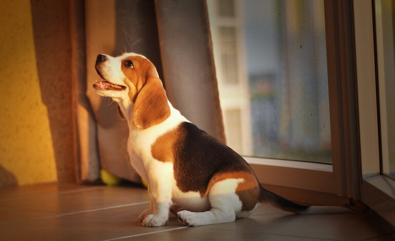 Diritti e doveri degli animali domestici nei condomini