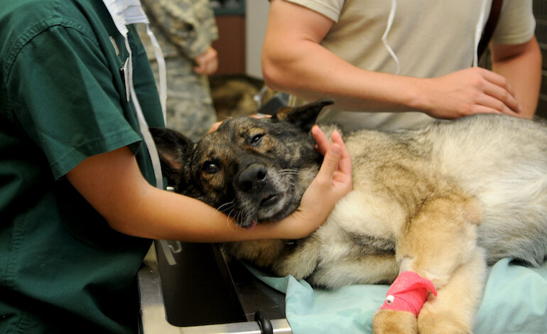Portate i vostri cani e gatti a donare il sangue!