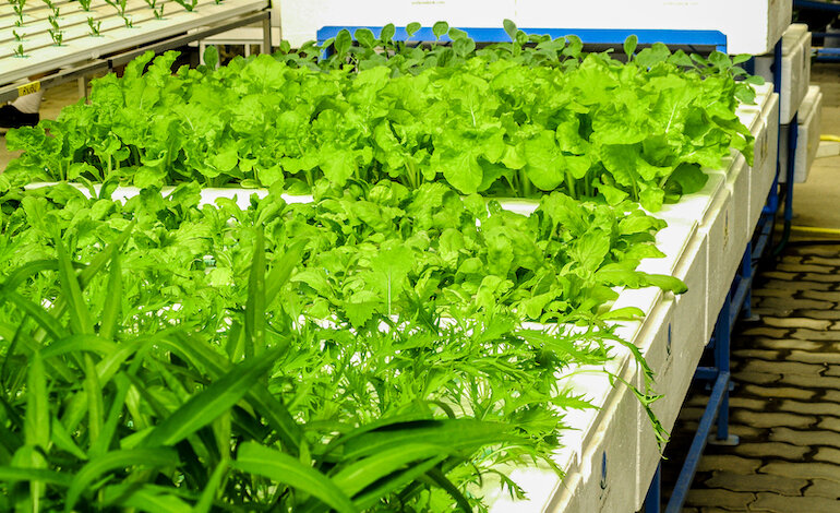 Il nuovo orto idroponico sul terrazzo della FAO