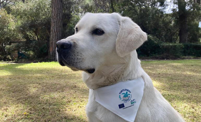 Il fiuto dei cani per la ricerca dei nidi delle tartarughe marine