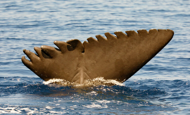 I grandi cetacei vittime del traffico nel Mediterraneo