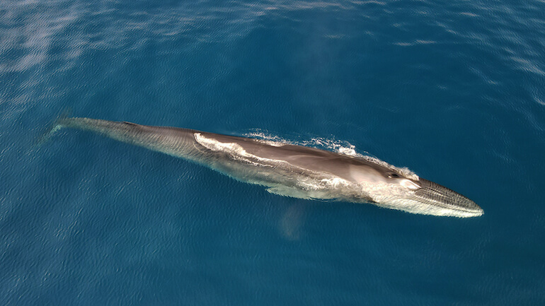 monitorare i cetacei