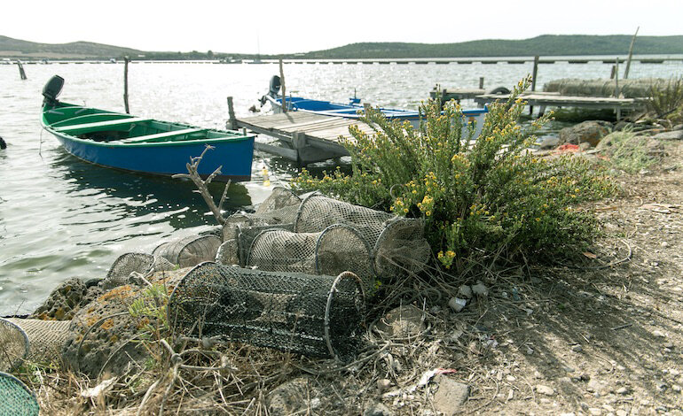 Un software per gestire la pesca del polpo nel Mediterraneo