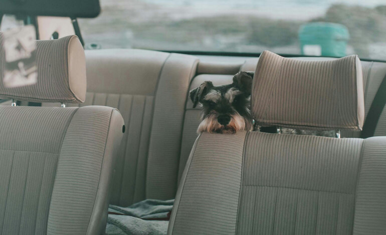 Non lasciare mai un animale solo in auto