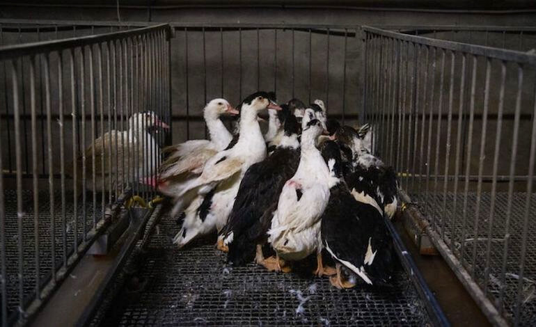Togliere il foie gras dal menù olimpico