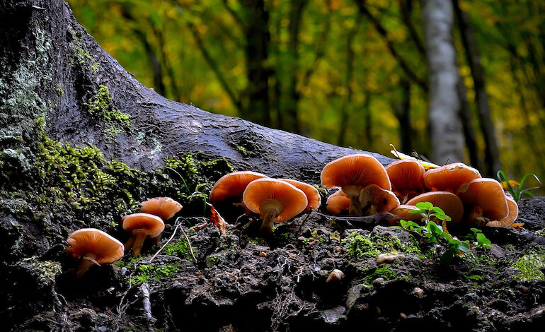 Una mappa dei funghi di tutto il mondo