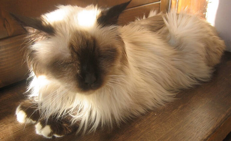 Le razze dei gatti più longevi al mondo