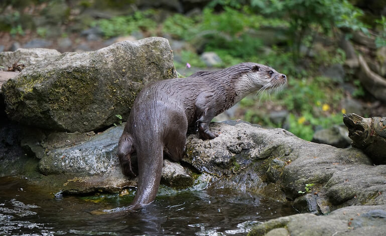 Avvistata la lontra lungo il fiume Sagittario