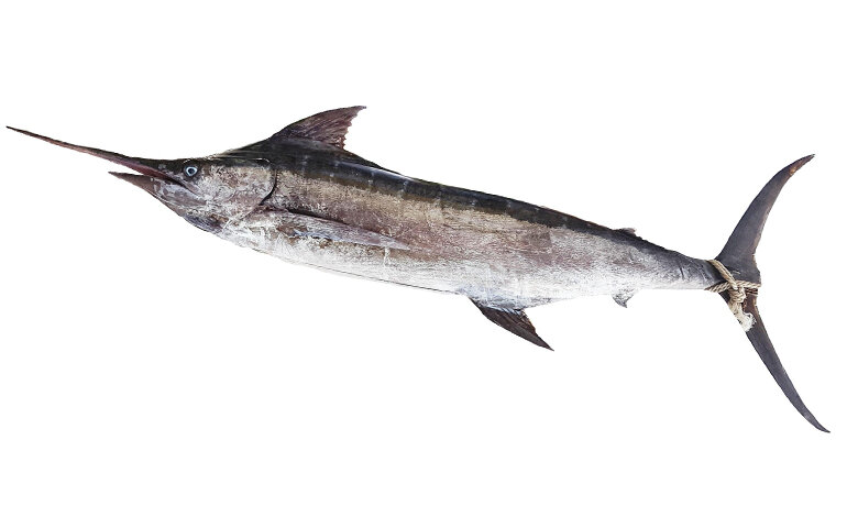 Il marlin blu seguito con il satellite svela i suoi segreti