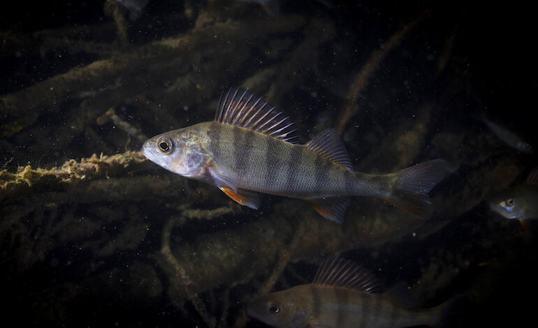 Un progetto per salvare il persico reale sul Lago Maggiore