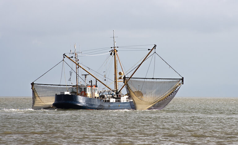 Migliora la sostenibilità della pesca