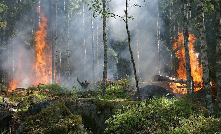 In futuro potremo prevenire meglio gli incendi