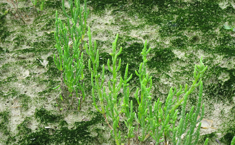 Fegato più sano con i germogli della salicornia