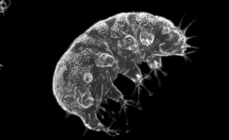 meiofauna