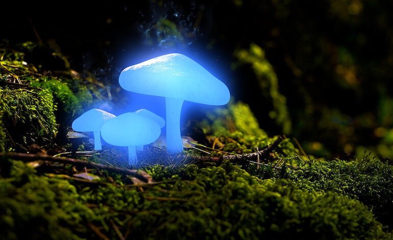 Le meravigliose specie fluorescenti