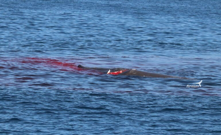 Muore straziato il capodoglio beniamino del whale watching