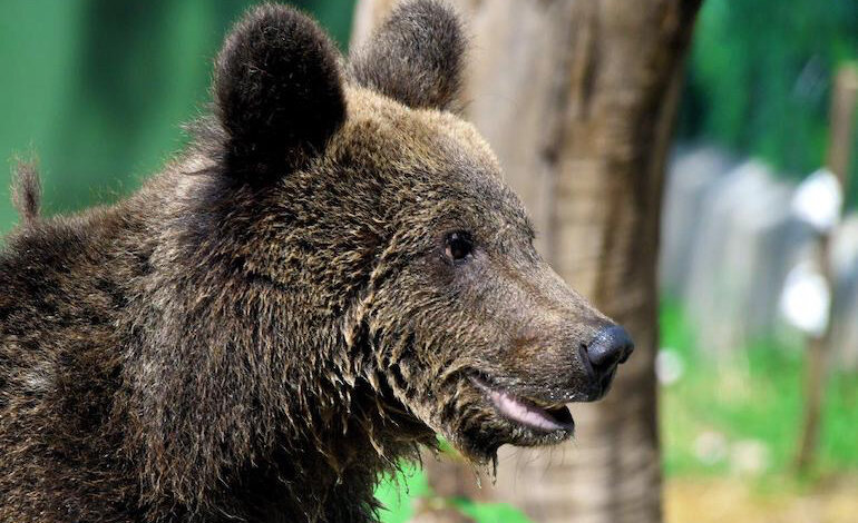 L’orso Kuma trasferito in Germania