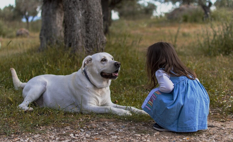Giornata internazionale del cane: in Italia sono 9 milioni