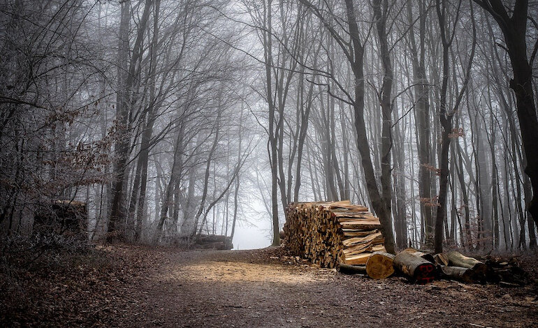 Le foreste nella morsa di una tenaglia