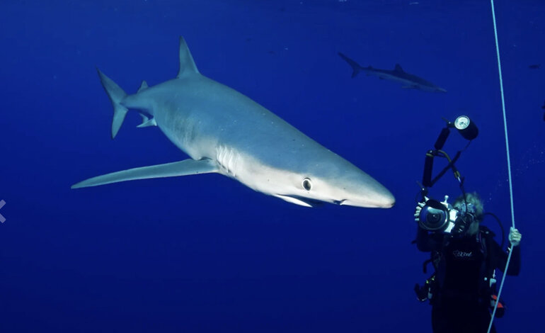 Un progetto per salvare gli squali del Mediterraneo