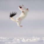 Celebrazione dei sessant'anni di Wildlife Photographer of the Year