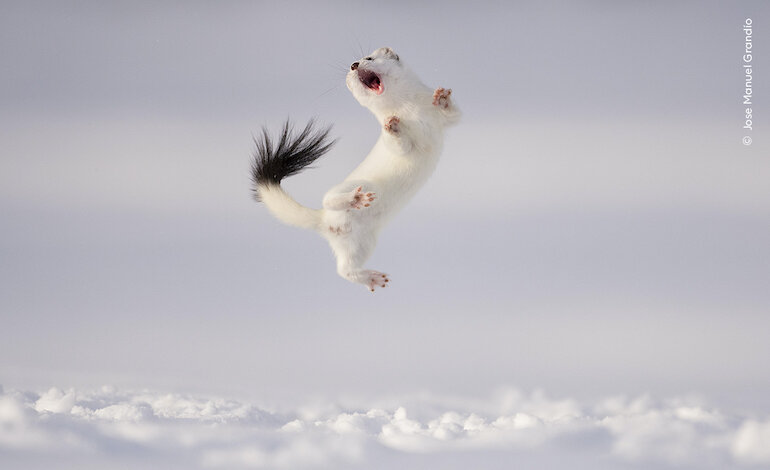 Celebrazione dei sessant’anni di Wildlife Photographer of the Year