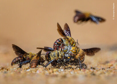 Wildlife Photographer of the Year