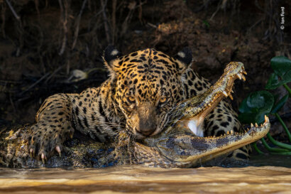 Wildlife Photographer of the Year