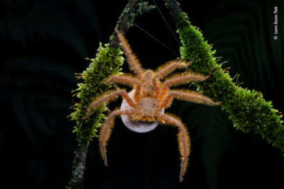 Wildlife Photographer of the Year