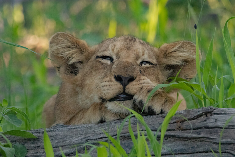 leone