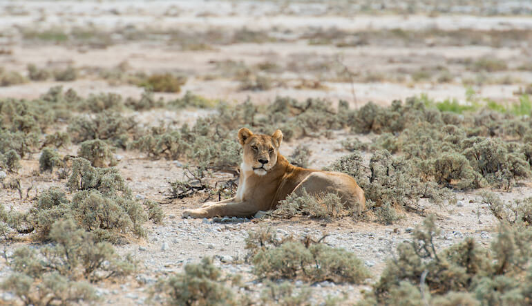 leone