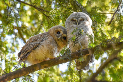 Wildlife Photographer of the Year