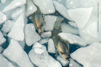 Wildlife Photographer of the Year