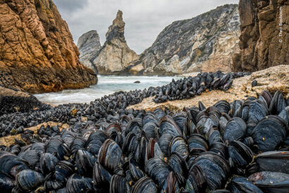 Wildlife Photographer of the Year