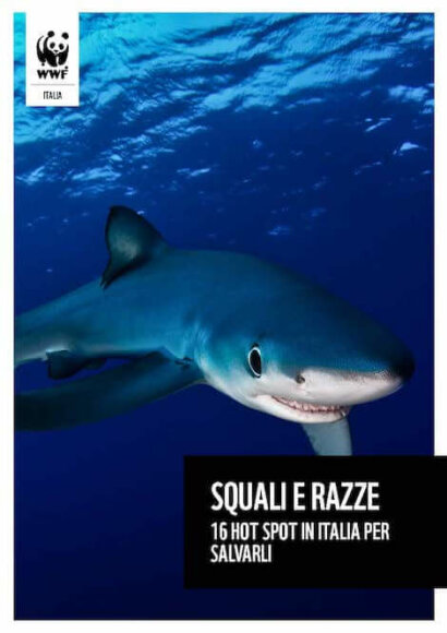 squali e razze