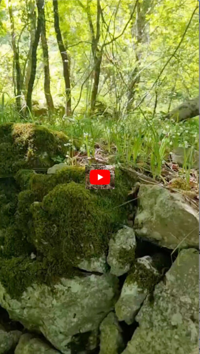 gestione del sottobosco