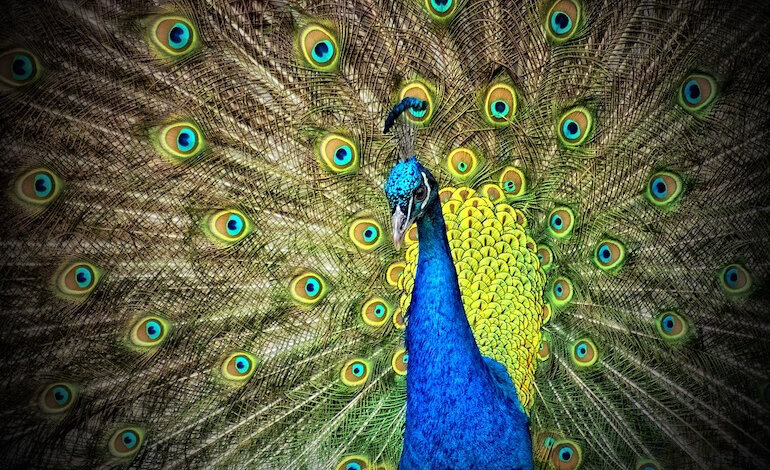 L’elusivo colore blu